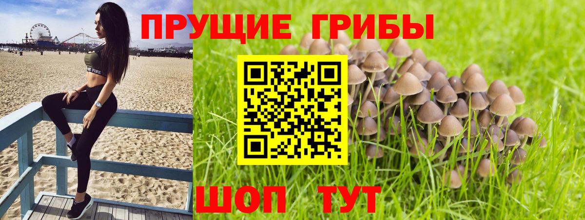 Псилоцибиновые грибы GOLDEN TEACHER Энгельс
